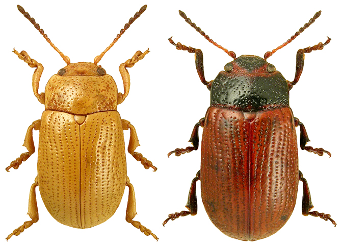 Gonioctena quinquepunctata